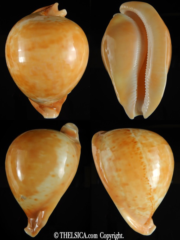 Umbilia armeniaca armeniaca ... GIANT ... 116,38 mm F+++:Gem -0