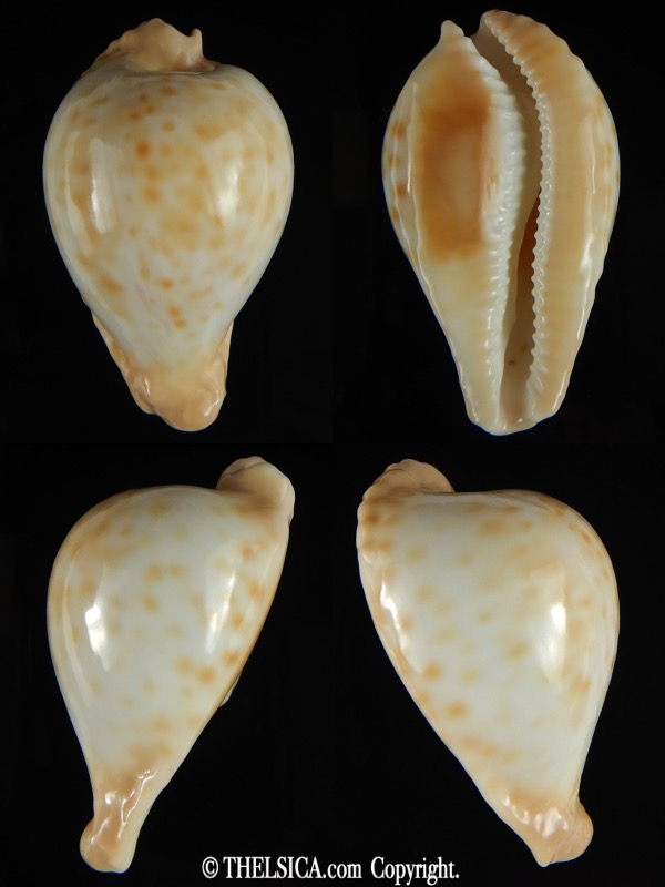 Umbilia capricornica capricornica ... DWARF... 57,82 mm Gem-0