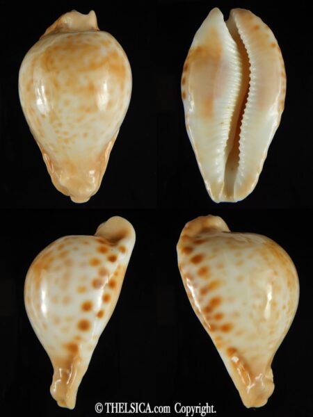 Umbilia capricornica capricornica ...68.25 mm Gem (-)-0