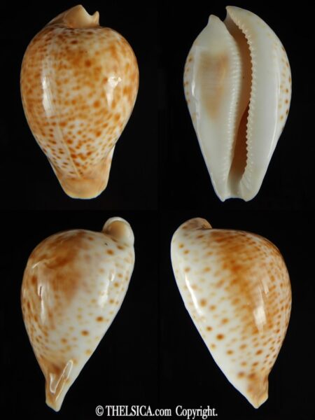 Umbilia hesitata beddomei 59.81 mm F+++/Gem-0