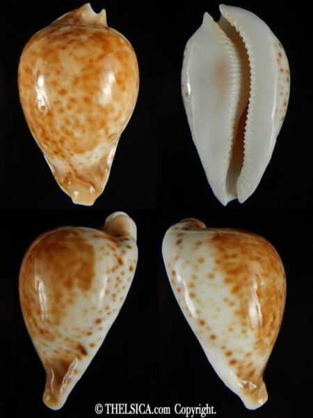 Umbilia hesitata beddomei 67.53 mm Gem -0