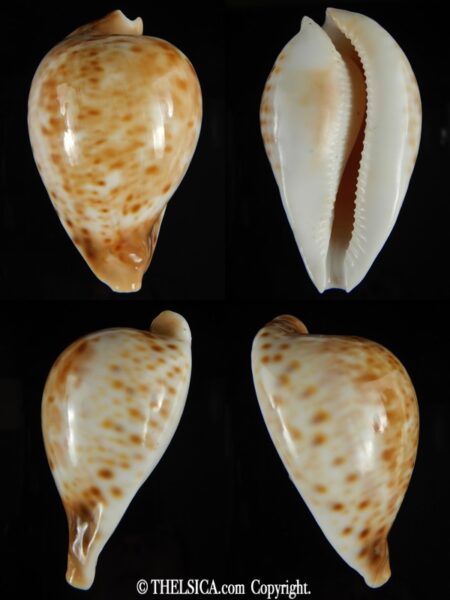 Umbilia hesitata beddomei 71.39 mm Gem (-)-0