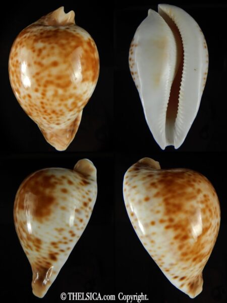 Umbilia hesitata hesitata 90.81 mm Gem -0