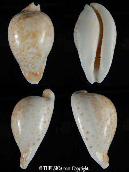 Umbilia hesitata hesitata 93.78 mm Gem-0