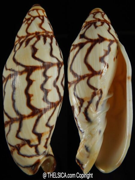 Volutoconus bednalli 106.68 mm Gem-0