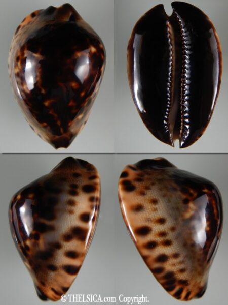 Zoila jeaniana jeaniana 71.50 mm Gem-0
