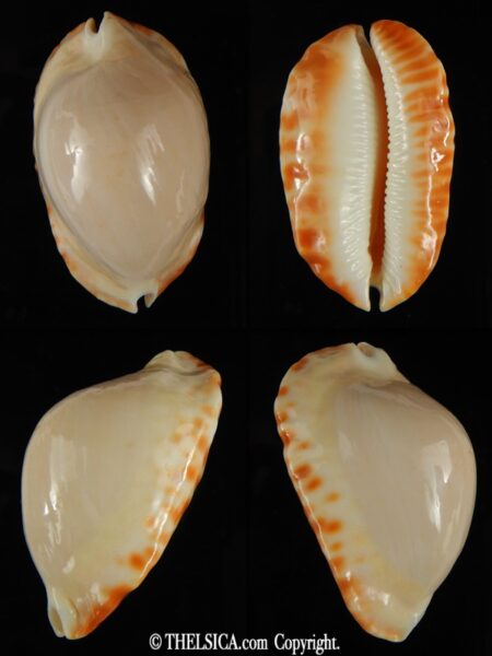 Zoila ketyana ketyana lutea 49,40 mm Gem (-)-0