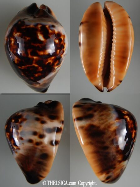 Zoila eludens eludens ..Big size ... 67.80 mm Gem-0