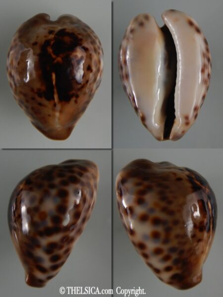 Afrozoila teulerei 47.08 mm Gem (-) -0