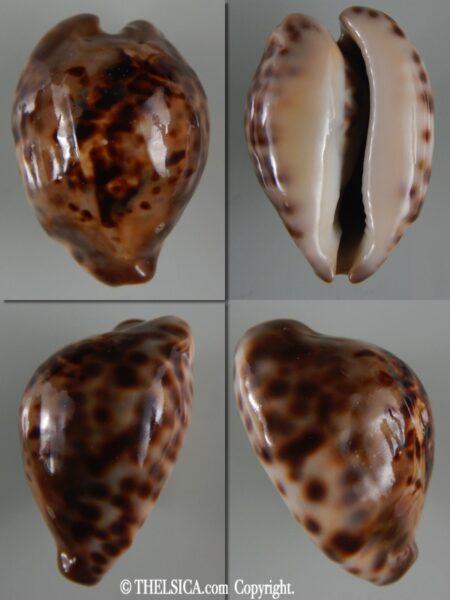 Afrozoila teulerei 47.27 mm F+++/Gem-0