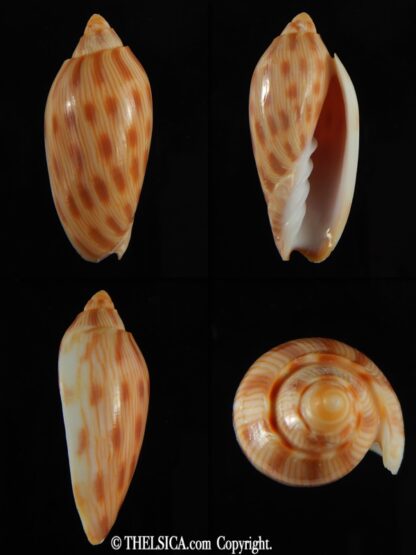 Amoria canaliculata 47.63 mm Gem-0