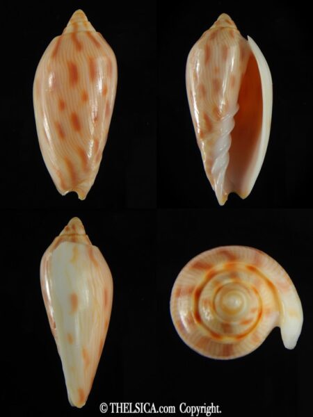 Amoria canaliculata 50.44 mm Gem-0