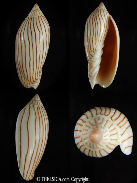 Amoria ellioti 87.72 mm Gem-0