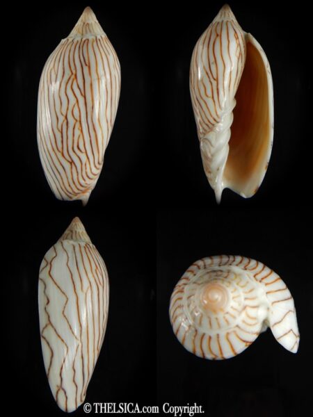 Amoria ellioti "intermediat" 92.11 mm Gem-0
