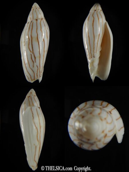 Amoria turneri 63.72 mm Gem-0