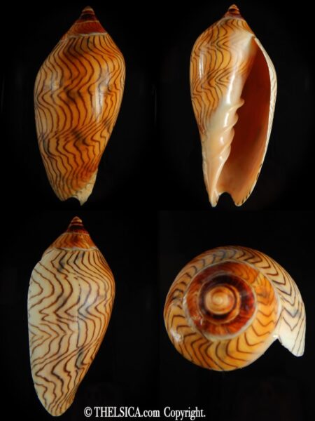 Amoria undulata 92.74 mm Gem-0