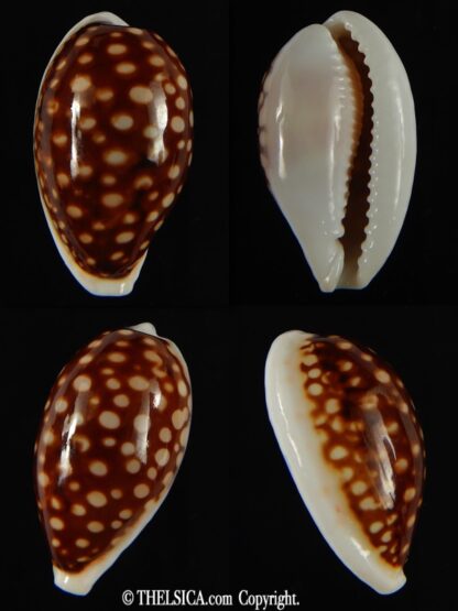 Cribrarula abaliena australiensis 31.12 mm Gem (-)-0