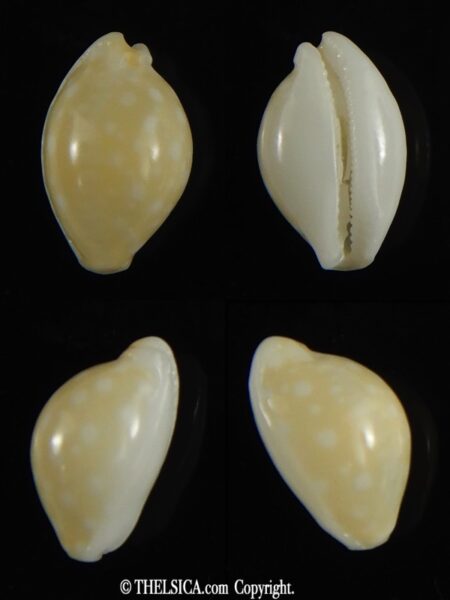 Cryptocypraea dillwynii 11.54 mm F+++/Gem-0