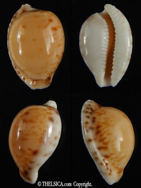 Cypraea algoensis algoensis. 23.5 mm Gem-0