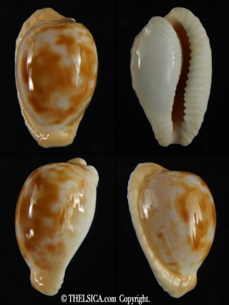 Cypraeovula coronata . coronata 29.75 mm Gem-0