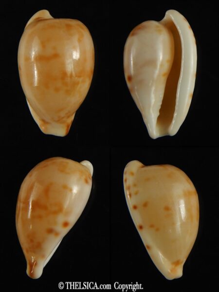 Cypraeovula edentula 22.32 mm Gem-0