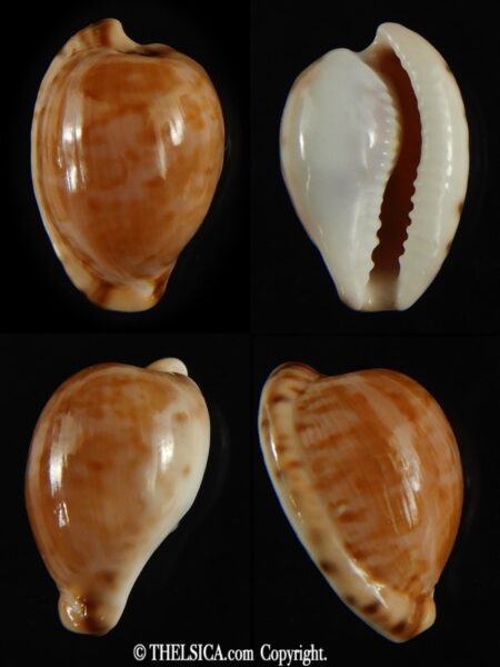 Cypraea mikeharti 18.09 mm Gem-0