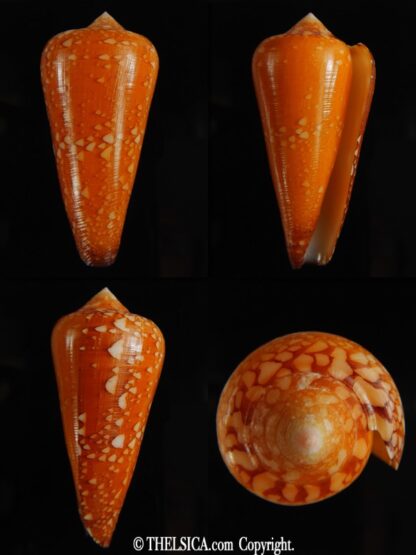 Darioconus crocatus 55.54 mm Gem-0