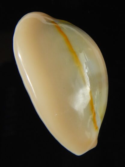 Monetaria annulus circumpicta ... WRS... 31.77 mm Gem-62128