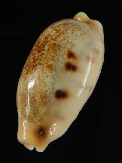 Erronea caurica chrismeyeri 36.63 mm Gem-62044
