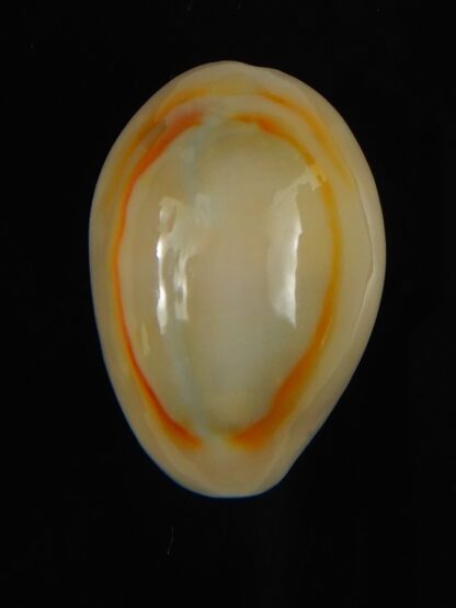 Monetaria annulus ...Hyperpigmented... 22.30 mm Gem-62082