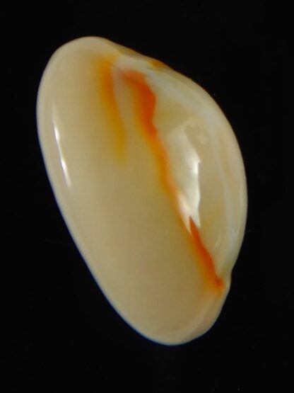 Monetaria annulus ...Hyperpigmented... 22.30 mm Gem-62085