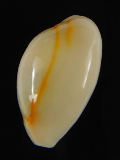 Monetaria annulus ...Hyperpigmented... 22.30 mm Gem-62083