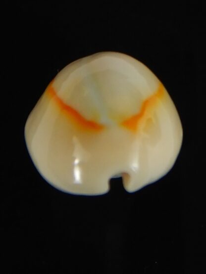 Monetaria annulus ...Hyperpigmented... 22.30 mm Gem-62084