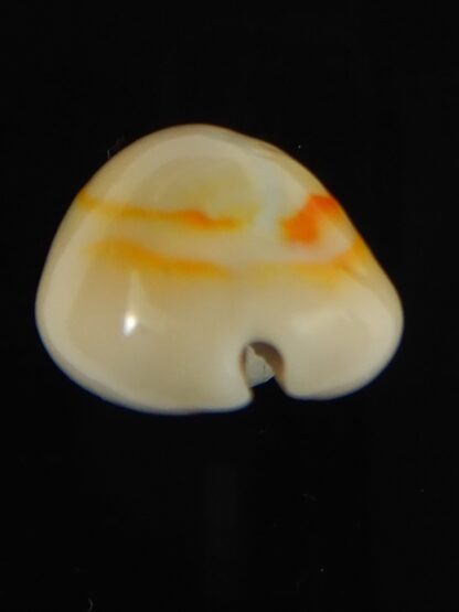 Monetaria annulus ...Hyperpigmented... 22.30 mm Gem-62086