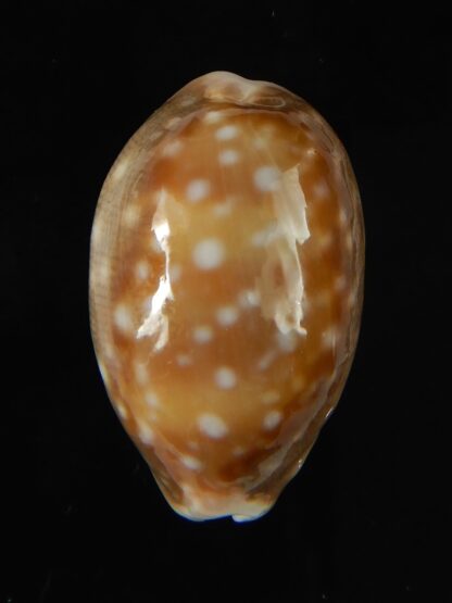 Lyncina vitellus orcina .. SUPER DWARF ... 30.91 mm Gem-62054