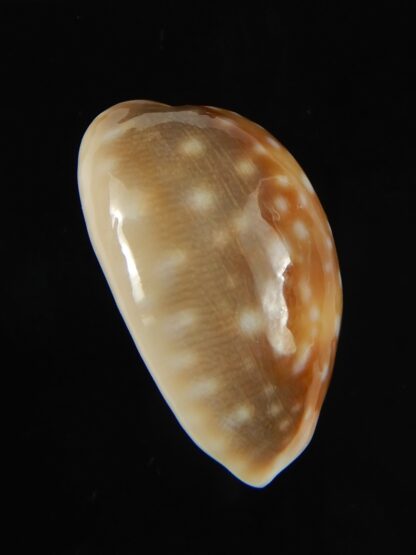 Lyncina vitellus orcina .. SUPER DWARF ... 30.91 mm Gem-62055