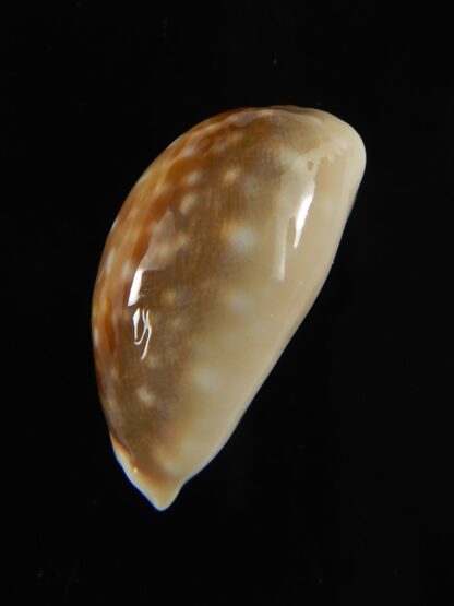 Lyncina vitellus orcina .. SUPER DWARF ... 30.91 mm Gem-62056