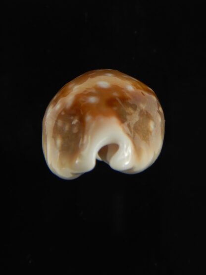 Lyncina vitellus orcina .. SUPER DWARF ... 30.91 mm Gem-62060