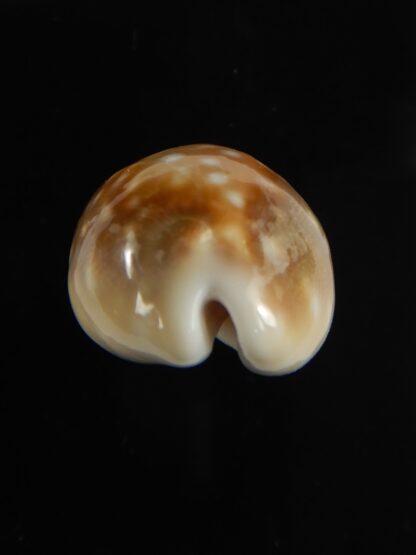 Lyncina vitellus orcina .. SUPER DWARF ... 30.91 mm Gem-62058