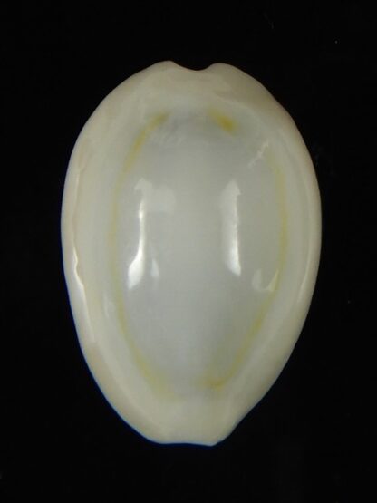 Monetaria moneta ..TOP WHITE COLOUR ... 21.97 mm Gem-62165