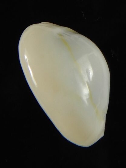 Monetaria moneta ..TOP WHITE COLOUR ... 21.97 mm Gem-62169