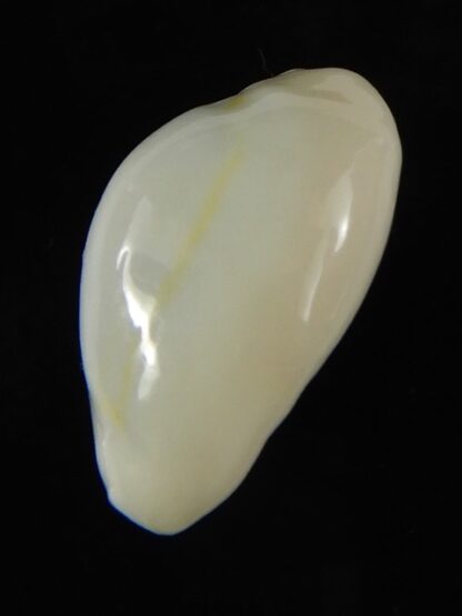 Monetaria moneta ..TOP WHITE COLOUR ... 21.97 mm Gem-62170