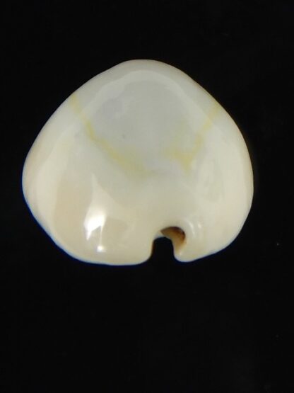 Monetaria moneta ..TOP WHITE COLOUR ... 21.97 mm Gem-62166