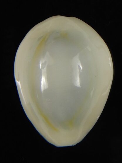 Monetaria moneta ..TOP WHITE COLOUR ... 24.51 mm Gem-62179