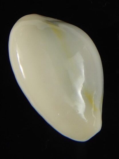 Monetaria moneta ..TOP WHITE COLOUR ... 24.51 mm Gem-62184