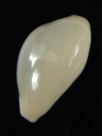 Monetaria moneta ..TOP WHITE COLOUR ... 24.51 mm Gem-62183