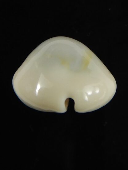 Monetaria moneta ..TOP WHITE COLOUR ... 24.51 mm Gem-62181