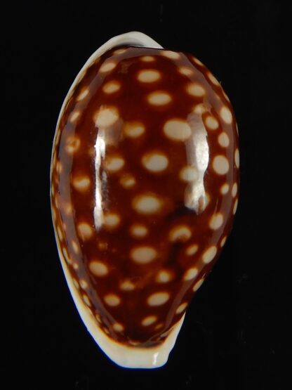 Cribrarula abaliena australiensis 31.12 mm Gem (-)-62003