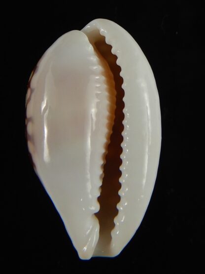 Cribrarula abaliena australiensis 31.12 mm Gem (-)-62000