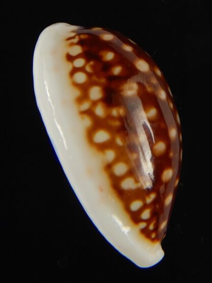 Cribrarula abaliena australiensis 31.12 mm Gem (-)-62004